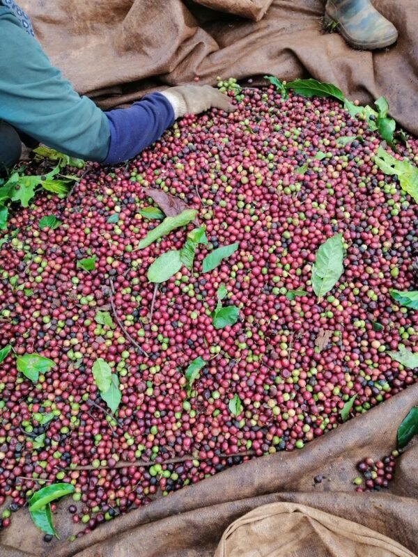 z4885718124317 e8c61aaa57cd846c0f8d65a6e1e5b0ad