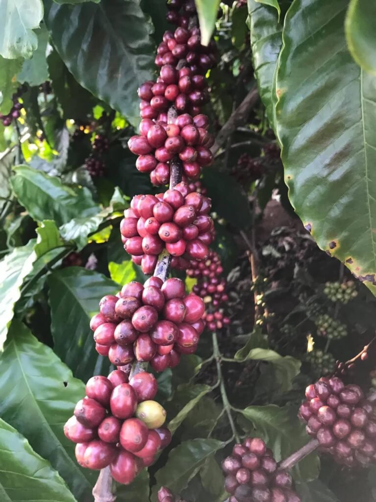 z4885718139857 a35ea14c132d7b6a2e96dbd03905bb7e