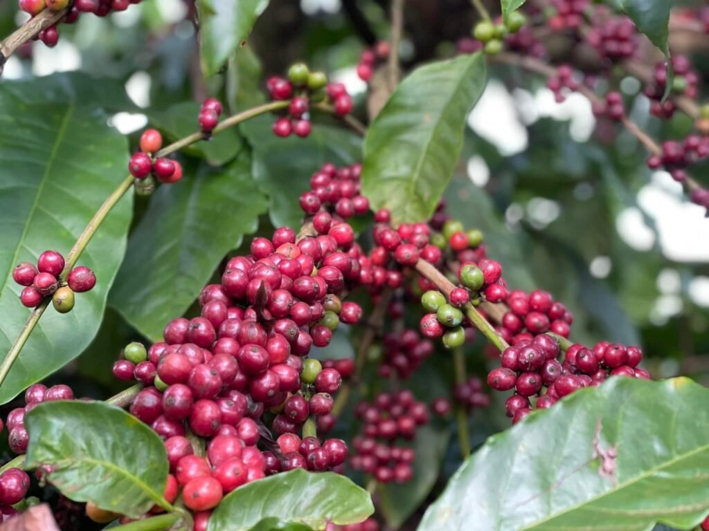 z5264064018472 ced88c581359915120df4dfa4971df1b